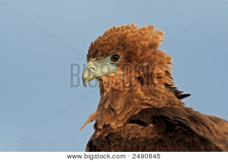 Bateleur Porträt