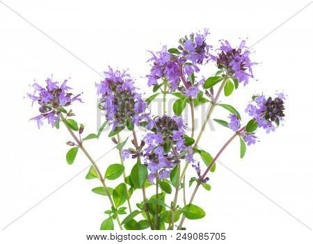 Blooming sprigs of  Wild Thyme (Thymus serpyllum) isolated on white background