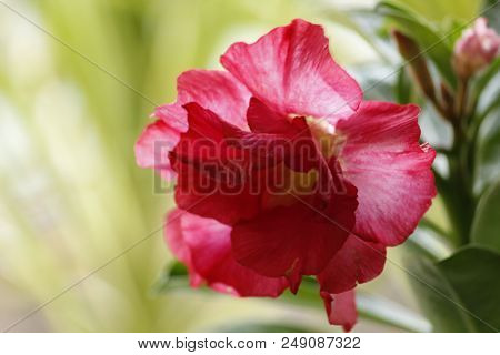 Beautiful Red Adenium Obesum Annual Garden Flower