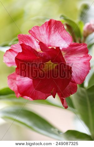 Beautiful Red Adenium Obesum Annual Garden Flower