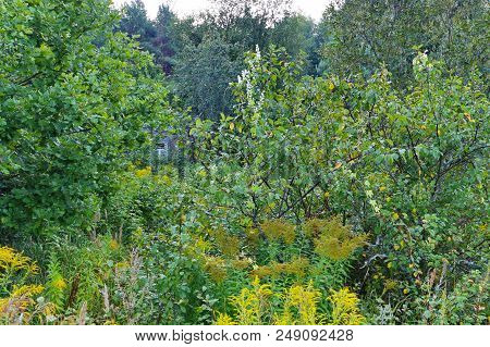 Unsaved, Overgrown With Shrubs Garden. Nature Took Over And Concealed Traces Of Man