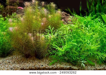 Green Beaเutiful Planted Tropical Freshwater Aquarium Background