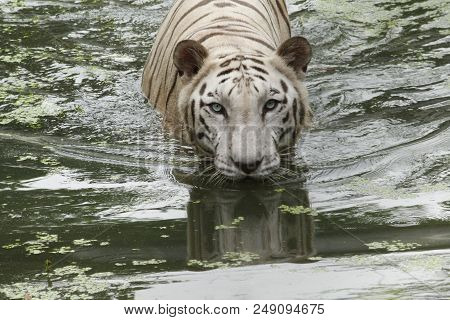 A Dangerous White Big Tiger Moving On River In The Forest