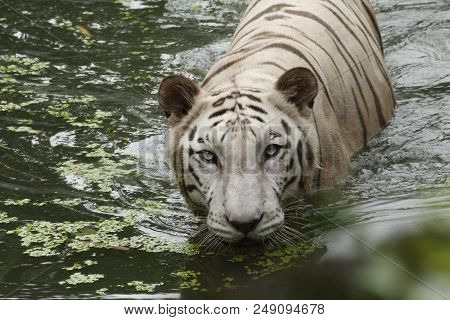 A Dangerous White Big Tiger Moving On River In The Forest