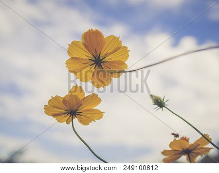 Beautiful Yellow Starship Flowers In The Garden Blue Sky Background, Vintage Filter