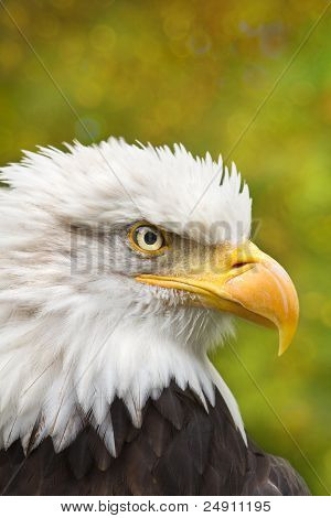 Águia ou Haliaeetus Leucocephalus