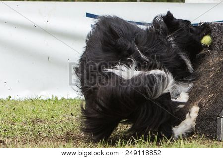 Border Collie Dog In Flyball Contest In Belgium