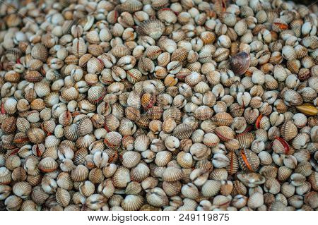 Fresh Blood Cockle (anadara Granosa) In Street Market.