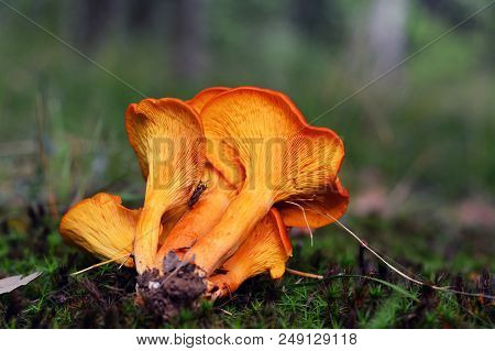 Omphalotus Olearius Mushroom