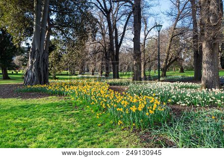 Spring Daffodils In The Fitzroy Gardens In East Melbourne, Australia.