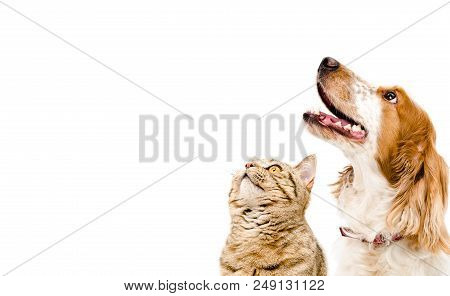 Portrait Of A Dog Russian Spaniel And Cat Scottish Straight Isolated On White Background