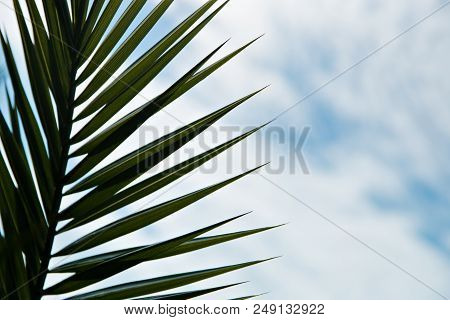 Silhouette Of Palm Leaves On Blue Sky Background.
