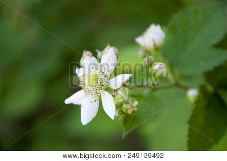 Blackberry Flower Close-up On A Green Background