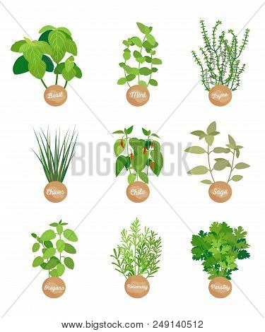 Basil And Mint, Sage And Chile Spices Collection Vector Illustration, Thyme And Parsle, Chives And O