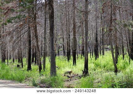 Burnt Trees Growing Back After Forrest Fire In Montana