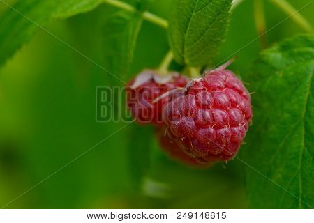 Rubus Idaeus (raspberry, Also Called Red Raspberry Or Occasionally As European Raspberry In A Garden