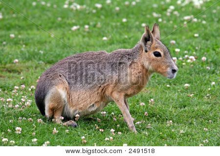 Mara
