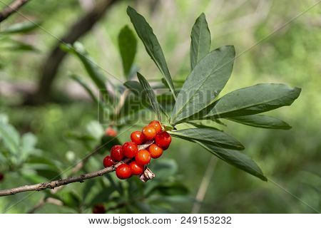 Poisonous Red Fruits Of Daphne Mezereum In Summer.