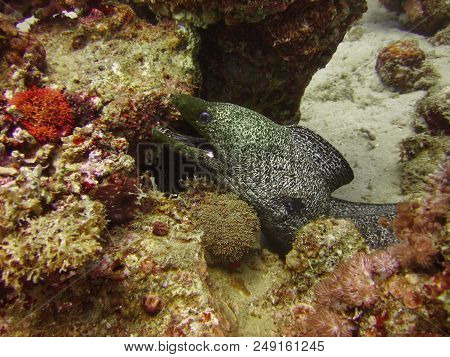 Underwater Photo, A View Of The Coral And Conger Eel In The Red Sea In Israel
