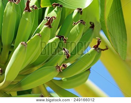 Close Up Of Green Bananas On Banana Tree.