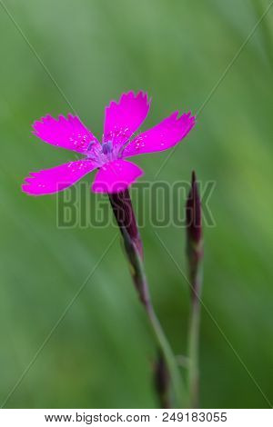 Spring Flower Forest Dianthus (dianthus Sylvaticus) Is A Perennial, Herb Legally Protected