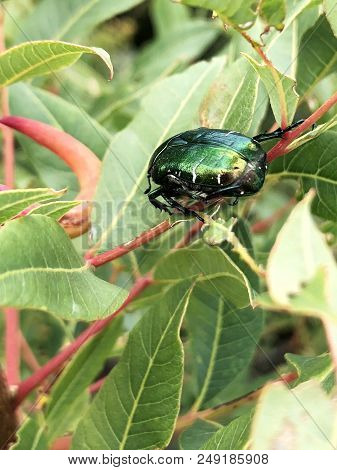 Green Beetle Cetoniinae On Green Leaves In Summer