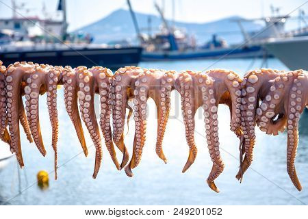 Traditional greek sea food, octopus, drying in the sun, Naxos island, Cyclades, Greece
