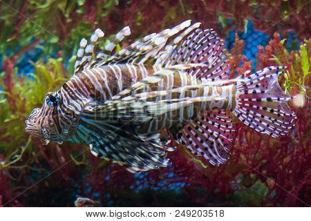 Close Up On A Red Lionfish - Coral Reef Fish
