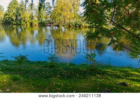 Two Pairs Of Ducks Swim In The Pond, And A Fern Grows On The Shore. Here You Can Go To Ivan Kupala, 