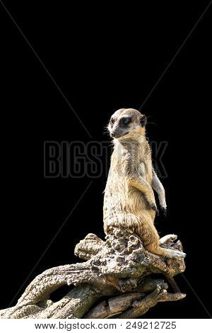 The Meerkat Sits On A Tree Branch With A Funny Expression. Funny Meerkat Close-up Isolated On A Blac