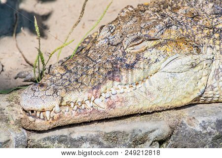 Head Of Crocodile With Huge Sharp Teeth Close-up
