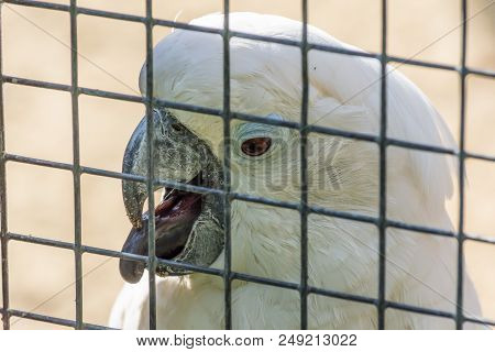 White Cockatoo Parrot In A Cage In The Zoo