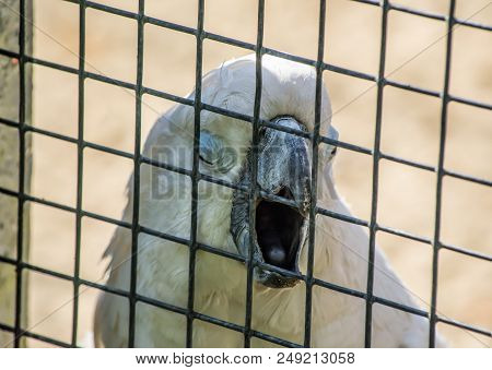 White Cockatoo Parrot In A Cage In The Zoo