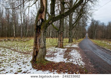 The Elm Alley. Late Fall. The Leaves Fell, The First Snow Fell Out