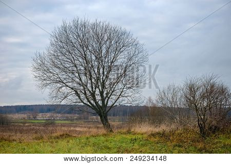 Spreading Tree Without Leaves In Late Autumn. Autumn Landscape.