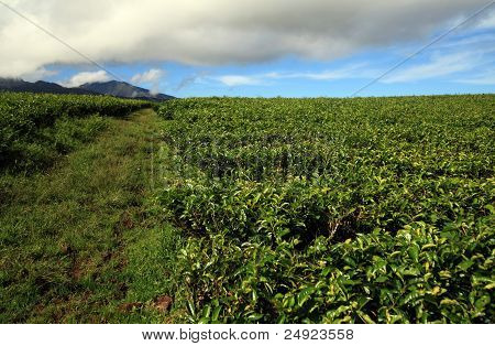 Tea plantation farming