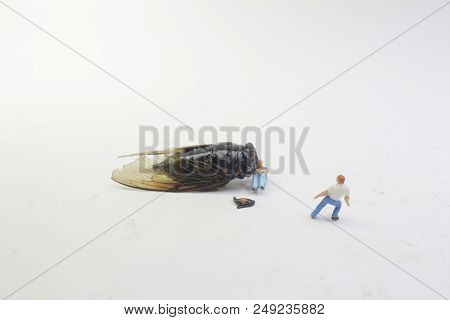 A Street Fight With The Monster Cicadidae