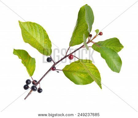 Frangula Alnus, Commonly Known As The Alder Buckthorn, Glossy Buckthorn, Or Breaking Buckthorn. Isol