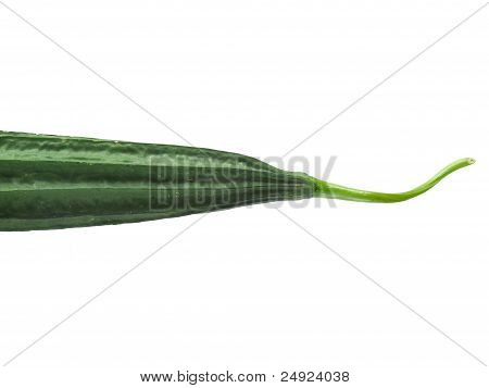 squash de Luffa