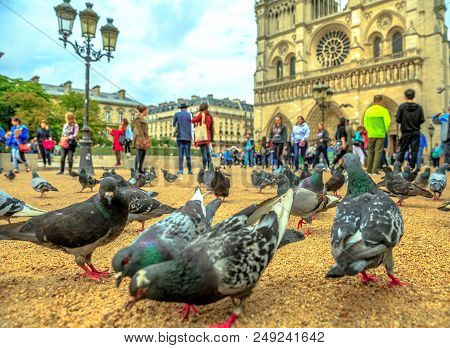 Closeup Of Many Pigeons Eating On The Ground In Notre Dame Square. On Background The Famous Notre Da