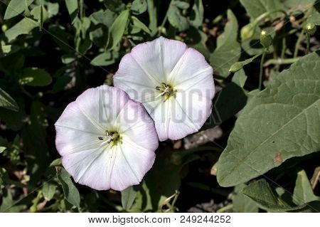 Flowers Of Bindweed, A Plant With The Latin Name Of Convolvulus, Weed