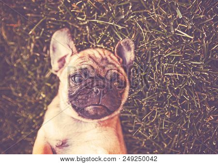 cute baby pug chihuahua mix called a chug playing on a green lawn toned with a retro vintage instagram filter 
