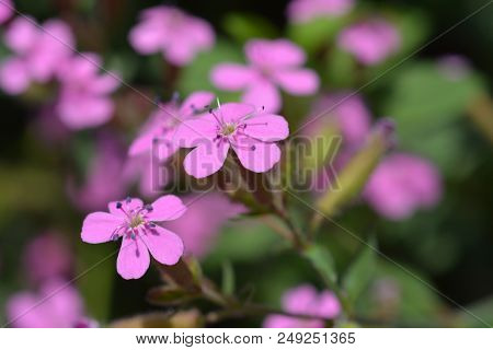 Rock Soapwort Pink Flowers - Latin Name - Saponaria Ocymoides