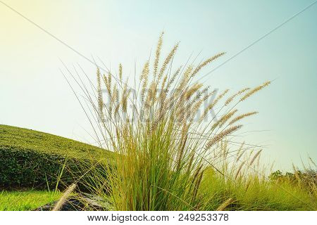 Grass Flower In The Golden Light In Sunrise, Beautiful Grass Flower With Sunlight, Naturally Beautif
