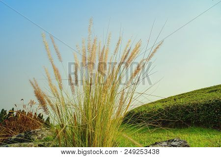 Grass Flower In The Golden Light In Sunrise, Beautiful Grass Flower With Sunlight, Naturally Beautif