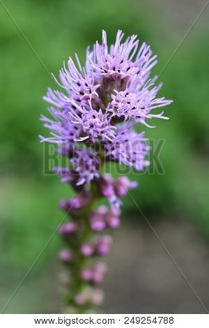 September Glory Gay Feather Flower Close Up - Latin Name - Liatris Scariosa September Glory