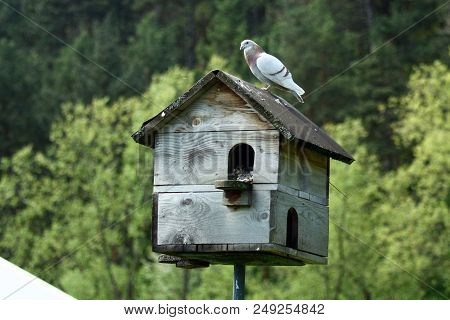 Wooden House For Pigeon Hunting In Farm.