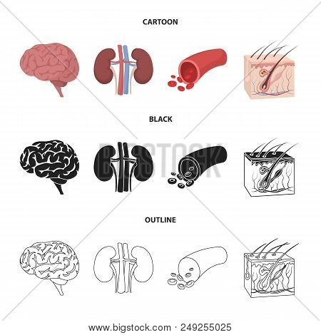 Brain, Kidney, Blood Vessel, Skin. Organs Set Collection Icons In Cartoon, Black, Outline Style Vect