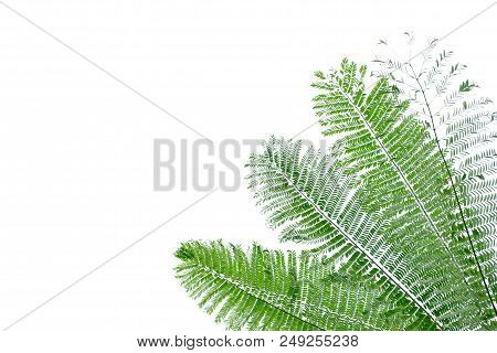 Tropical Tree Leaves Growing In Botanical Garden On White Isolated Background For Green Foliage Back