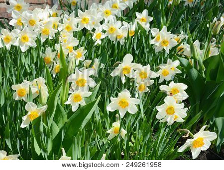 Narcissus Flower Also Known As Daffodil, Daffadowndilly, Narcissus, And Jonquil. Springtime.